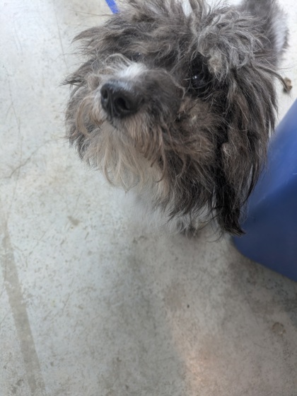 Shelter Stray Male Dog last seen , , TX, 355 Hillshire Dr, Haslet, TX 76052, USA