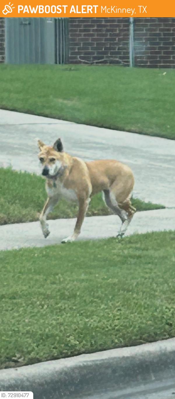 Found/Stray Unknown Dog last seen Burning tree and faircloud, McKinney, TX 75072