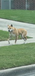Found/Stray Unknown Dog last seen Burning tree and faircloud, McKinney, TX 75072