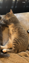 Reunited Male Cat last seen Near Hope st N , Saint Paul, MN 55106