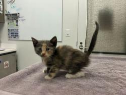 Shelter Stray Female Cat last seen E 17th & Corrington Ave, KCMO, 64126, 64126, MO, Kansas City, MO 64132