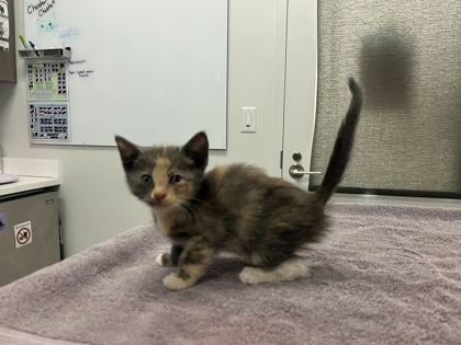 Shelter Stray Female Cat last seen E 17th & Corrington Ave, KCMO, 64126, 64126, MO, Kansas City, MO 64132