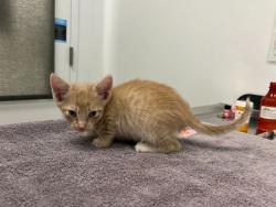 Shelter Stray Male Cat last seen E 17th & Corrington Ave, KCMO, 64126, 64126, MO, Kansas City, MO 64132
