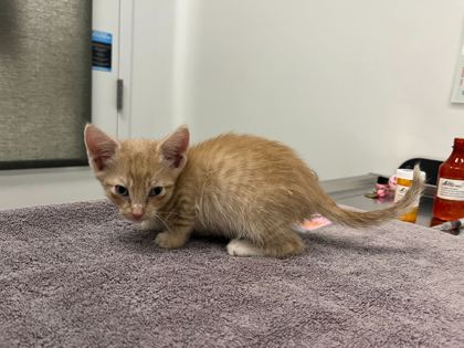 Shelter Stray Male Cat last seen E 17th & Corrington Ave, KCMO, 64126, 64126, MO, Kansas City, MO 64132