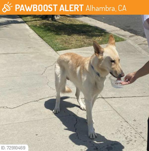 Found/Stray Unknown Dog last seen Nearby Address: 199-101 E Grand Ave, Alhambra, CA 91801, Alhambra, CA 91801
