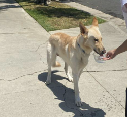 Found/Stray Unknown Dog last seen Nearby Address: 199-101 E Grand Ave, Alhambra, CA 91801, Alhambra, CA 91801