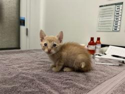 Shelter Stray Male Cat last seen E 17th & Corrington Ave, KCMO, 64126, 64126, MO, Kansas City, MO 64132