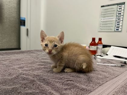 Shelter Stray Male Cat last seen E 17th & Corrington Ave, KCMO, 64126, 64126, MO, Kansas City, MO 64132