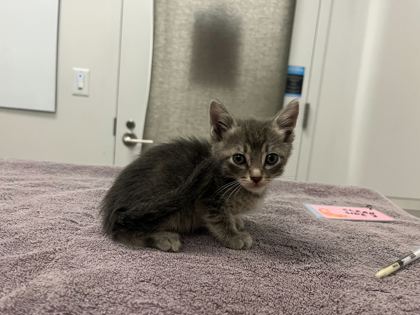 Shelter Stray Male Cat last seen E 17th & Corrington Ave, KCMO, 64126, 64126, MO, Kansas City, MO 64132