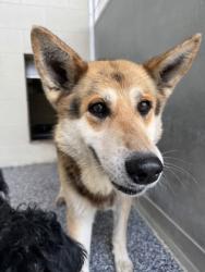 Shelter Stray Male Dog last seen El Paso, TX , Converse, TX 78109