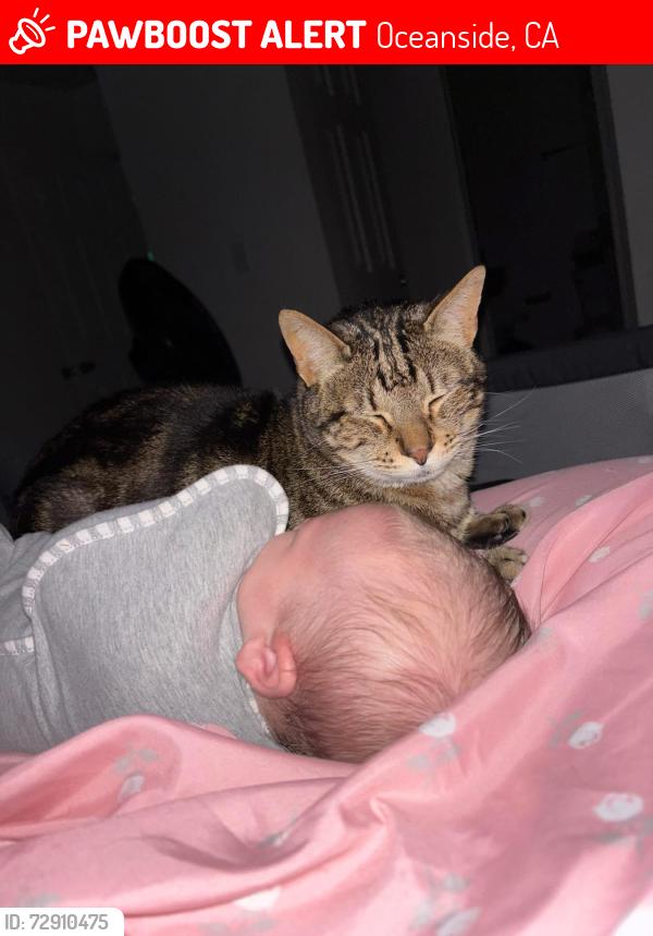 Lost Male Cat last seen Middle of inchon street, Oceanside, CA 92058
