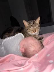 Lost Male Cat last seen Middle of inchon street, Oceanside, CA 92058