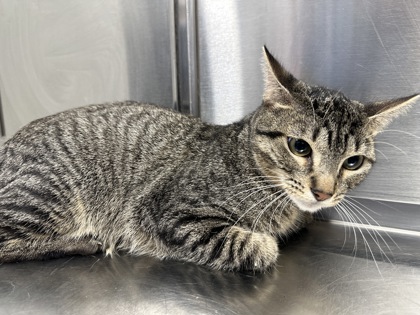 Shelter Stray Male Cat last seen Converse, TX 78109, Converse, TX 78109