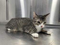 Shelter Stray Female Cat last seen Converse, TX 78109, Converse, TX 78109