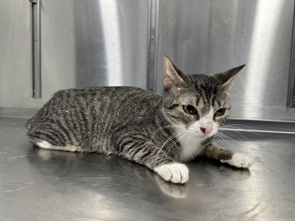 Shelter Stray Female Cat last seen Converse, TX 78109, Converse, TX 78109