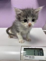 Shelter Stray Female Cat last seen Near Railroad Dr, El Paso, TX 79904, CITY of El Paso, TX, Fort Bliss, TX 79906