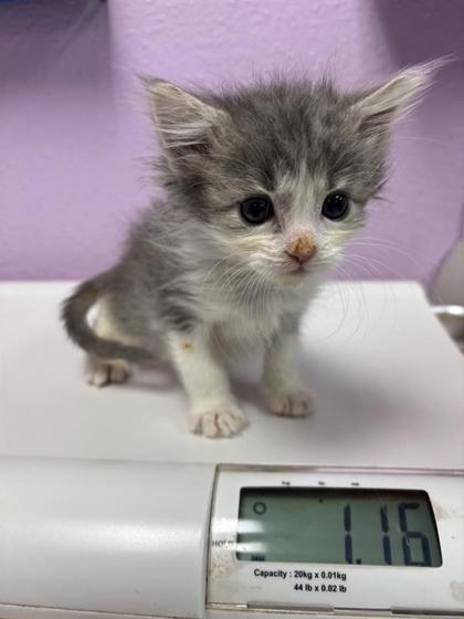 Shelter Stray Female Cat last seen Near Railroad Dr, El Paso, TX 79904, CITY of El Paso, TX, Fort Bliss, TX 79906