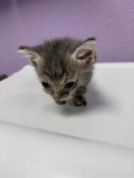 Shelter Stray Male Cat last seen Near Railroad Dr, El Paso, TX 79904, CITY of El Paso, TX, Fort Bliss, TX 79906