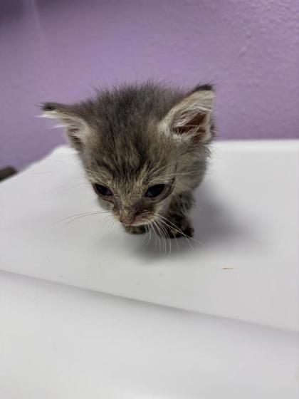 Shelter Stray Male Cat last seen Near Railroad Dr, El Paso, TX 79904, CITY of El Paso, TX, Fort Bliss, TX 79906