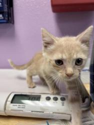 Shelter Stray Female Cat last seen Near Railroad Dr, El Paso, TX 79904, CITY of El Paso, TX, Fort Bliss, TX 79906
