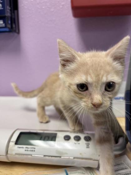 Shelter Stray Female Cat last seen Near Railroad Dr, El Paso, TX 79904, CITY of El Paso, TX, Fort Bliss, TX 79906
