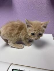 Shelter Stray Male Cat last seen Near Railroad Dr, El Paso, TX 79904, CITY of El Paso, TX, Fort Bliss, TX 79906