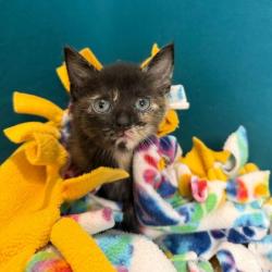 Shelter Stray Female Cat last seen College Station, TX 77840, Bryan, TX 77807