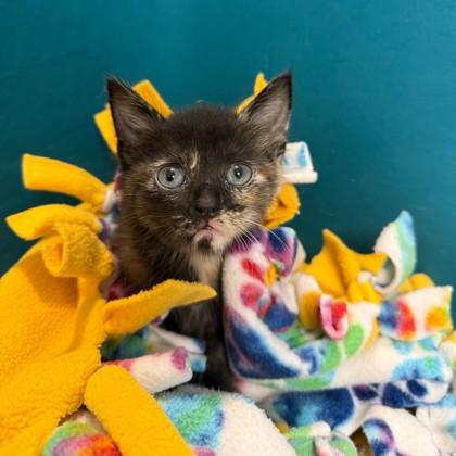 Shelter Stray Female Cat last seen College Station, TX 77840, Bryan, TX 77807