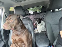 Reunited Female Dog last seen By heb off Parmer lane was running in busy streets, Austin, TX 78727