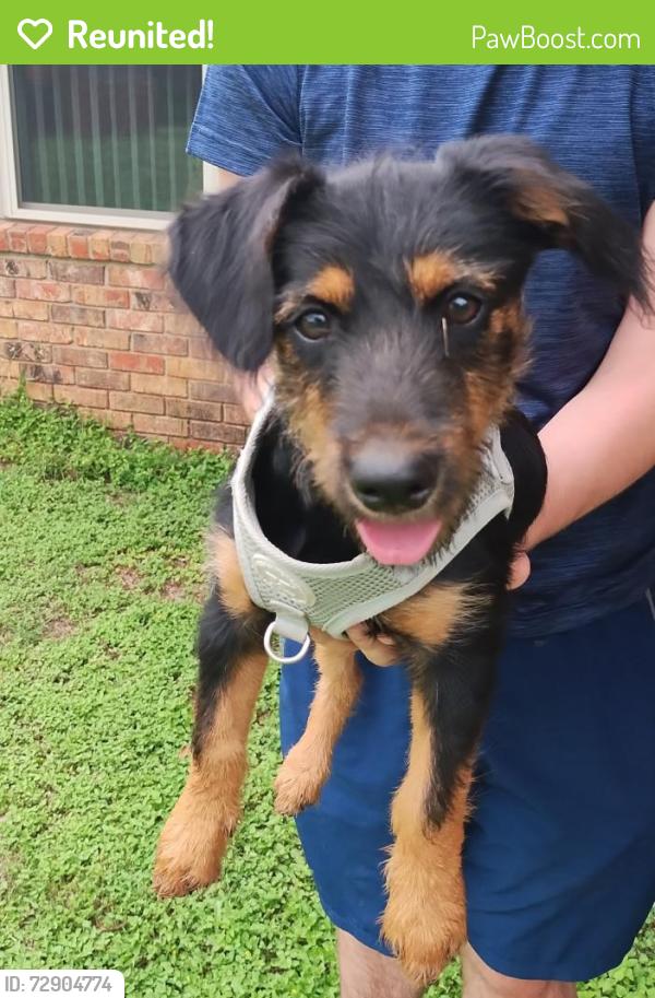 Reunited Female Dog last seen In the neighborhood, Killeen, TX 76542