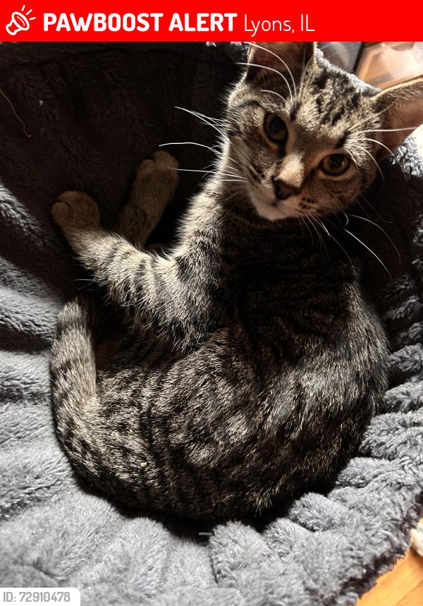 Lost Male Cat last seen Prescott and Collin’s , Lyons, IL 60534