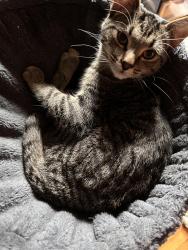 Lost Male Cat last seen Prescott and Collin’s , Lyons, IL 60534