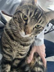 Lost Female Cat last seen Hunt club ln , Oak Brook, IL 60523