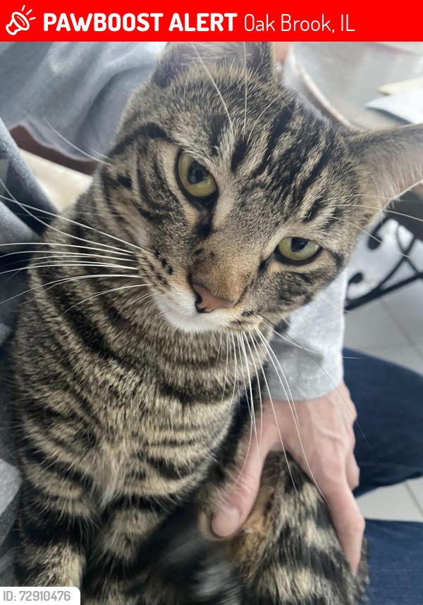 Lost Female Cat last seen Hunt club ln , Oak Brook, IL 60523