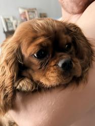 Reunited Female Dog last seen Sun Valley Dr, Virginia Beach, Va, Usa, Virginia Beach, VA 23464