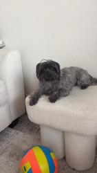 Lost Female Dog last seen Calle tres, Key West, FL 33040