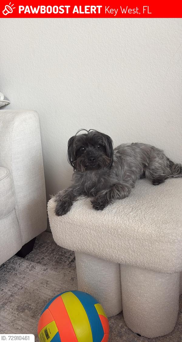 Lost Female Dog last seen Calle tres, Key West, FL 33040