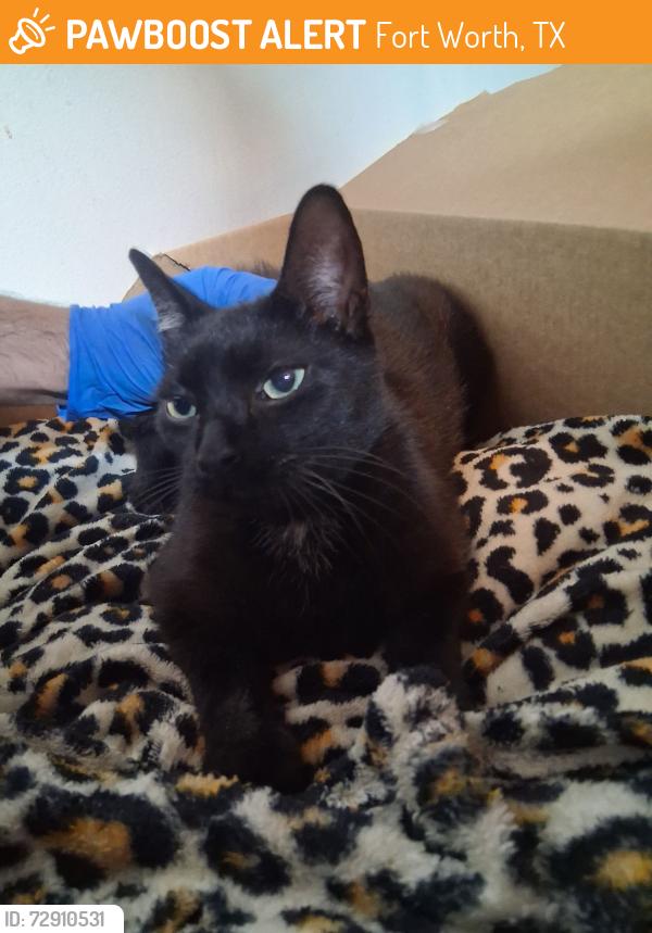 Found/Stray Unknown Cat last seen Beach and Silver Sage, Fort Worth, TX 76137
