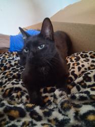 Found/Stray Unknown Cat last seen Beach and Silver Sage, Fort Worth, TX 76137