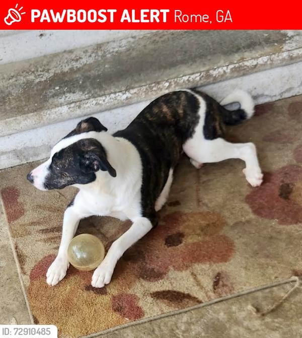 Lost Female Dog last seen Billy Pyle, Rome, GA 30165