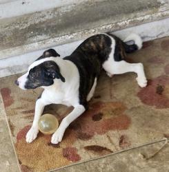 Lost Female Dog last seen Billy Pyle, Rome, GA 30165