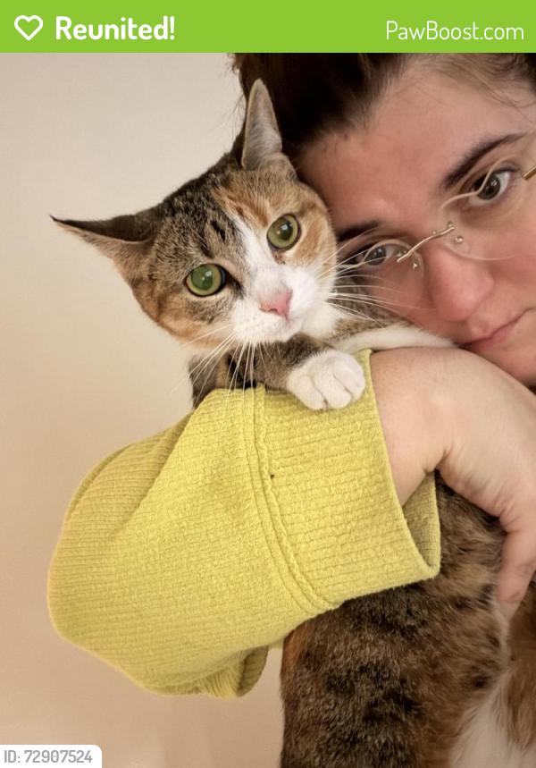 Reunited Female Cat last seen Near Parkside Ave, Ewing, NJ 08638, Ewing Township, NJ 08638