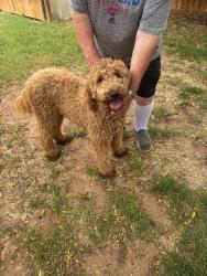 Reunited Unknown Dog last seen 62nd and Frankford , Lubbock, TX 79424