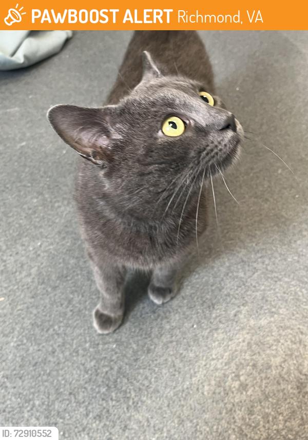 Found/Stray Male Cat last seen River Road and Parham Road, Richmond, VA 23229