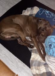 Reunited Male Dog last seen Marathon gas station , Fort McCoy, FL 32134