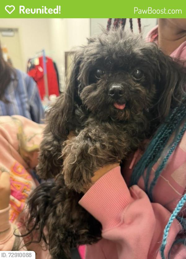 Reunited Male Dog last seen Near Klingerman st, El Monte, CA 91732