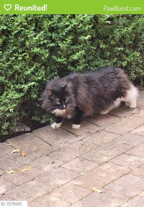 Reunited Male Cat last seen At a hse in the area, Greater Manchester, England WN5 9NJ