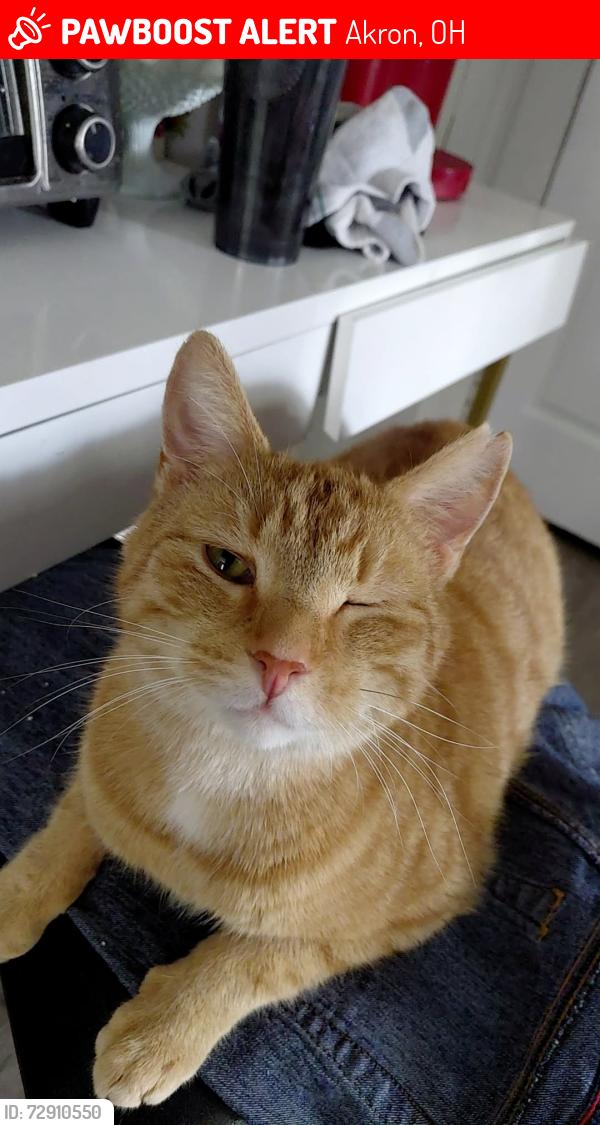 Lost Male Cat last seen Manchester, 2nd, kenmore blvd, Akron, OH 44314