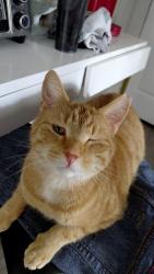 Lost Male Cat last seen Manchester, 2nd, kenmore blvd, Akron, OH 44314