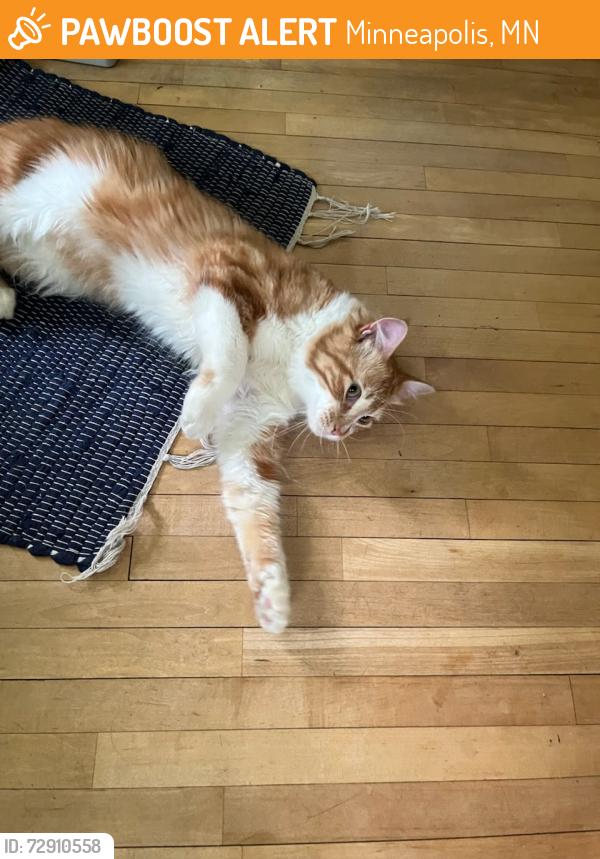 Found/Stray Unknown Cat last seen Tangletown near Creek, Minneapolis, MN 55419